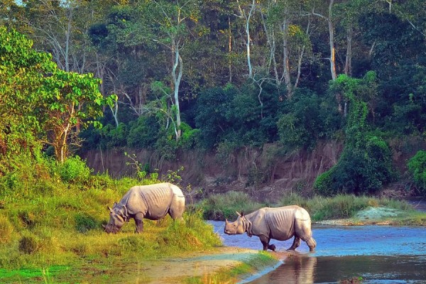 Jungle Safari